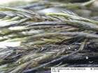 Fontinalis squamosa Hedw. var. squamosa