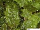 Geocalyx graveolens (Schrad.) Nees