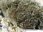 Grimmia anodon Bruch & Schimp.