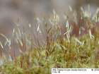 Homomallium incurvatum (Schrad. ex Brid.) Loeske