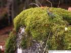 Hylocomium brevirostre (Brid.) Schimp.