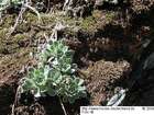 Hypnum recurvatum (Lindb. & S.W.Arnell) Kindb.
