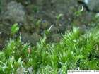 Isopterygium pulchellum (Hedw.) A.Jaeger