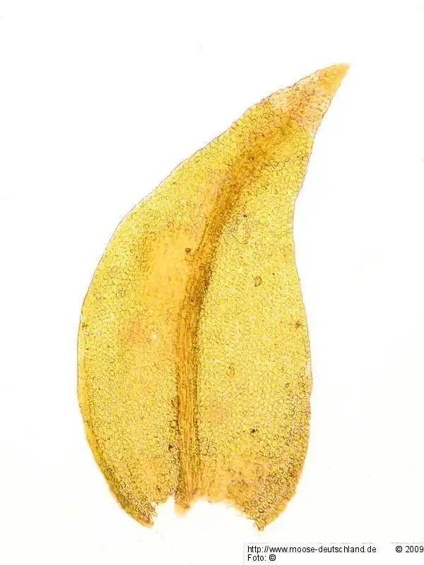 Blättchen | Foto von Dr. Oliver Dürhammer