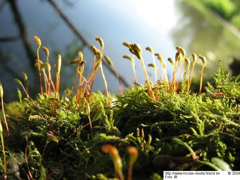 Habitus | Foto von Dr. Oliver Dürhammer