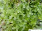 Metzgeria conjugata Lindb. subsp. conjugata