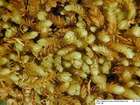Nardia scalaris Gray