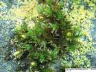 Orthotrichum sprucei Mont.