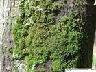 Orthotrichum diaphanum Schrad. ex Brid.