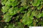 Pellia epiphylla (L.) Corda subsp. epiphylla