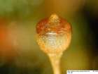 Physcomitrium eurystomum Sendtn.
