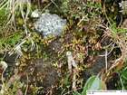 Plagiobryum demissum (Hook.) Lindb.
