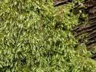 Plagiothecium latebricola Schimp.