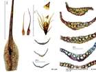 Pleuridium palustre (Bruch & Schimp.) Bruch & Schimp.