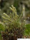 Pohlia flexuosa Hook. var. flexuosa