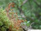 Pohlia longicollis (Hedw.) Lindb.