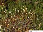 Polytrichum strictum Menzies ex Brid.