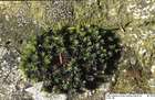 Racomitrium aciculare (Hedw.) Brid.