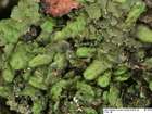 Radula lindenbergiana Gottsche ex C.Hartm.
