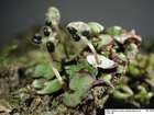 Reboulia hemisphaerica (L.) Raddi