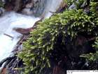 Rhynchostegium riparioides (Hedw.) Cardot