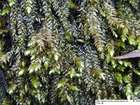 Rhynchostegium riparioides (Hedw.) Cardot