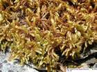 Rhytidium rugosum (Hedw.) Kindb.