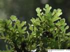 Riccardia chamedryfolia (With.) Grolle