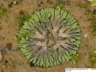 Riccia crozalsii Levier