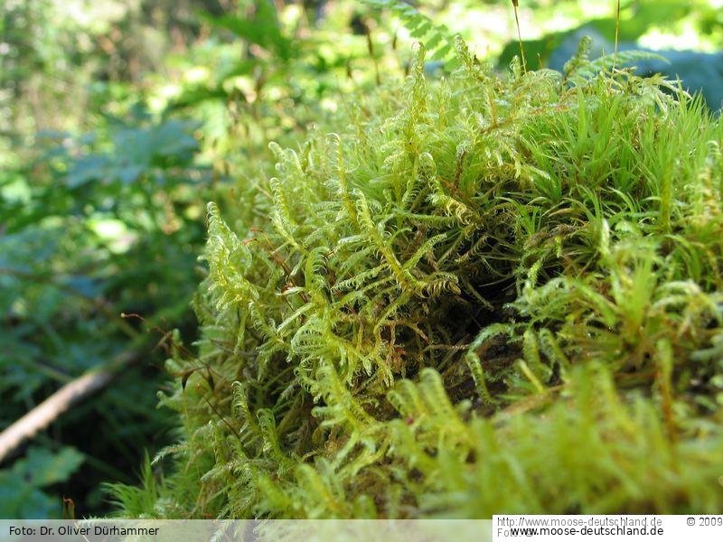 Habitus | Foto von Dr. Oliver Dürhammer