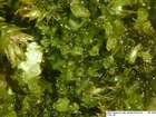 Scapania scandica (Arnell & H.Buch) Macvicar