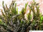 Schistidium confusum H.H.Blom