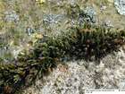 Schistidium crassipilum H.H.Blom