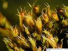 Schistidium crassipilum H.H.Blom