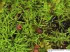 Seligeria pusilla (Hedw.) Bruch & Schimp.