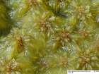 Sphagnum cuspidatum Ehrh. ex Hoffm.
