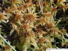 Sphagnum fallax (H.Klinggr.) H.Klinggr.