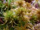 Sphagnum majus (Russow) C.E.O.Jensen