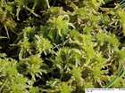 Sphagnum obtusum Warnst.