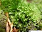 Tetraphis pellucida Hedw.