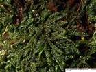 Thamnobryum neckeroides (Hook.) E.Lawton