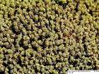 Tortella inclinata (R.Hedw.) Limpr.